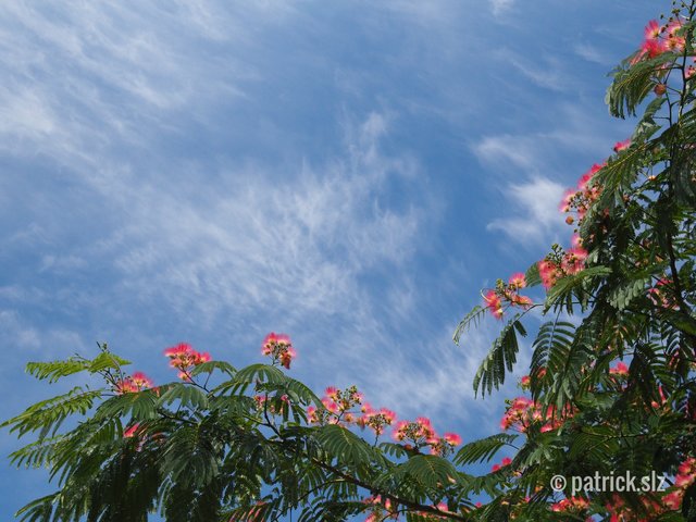 Exotische Schönheit aus einer anderen Welt. (Pfalz) | Foto: patrick.schulz