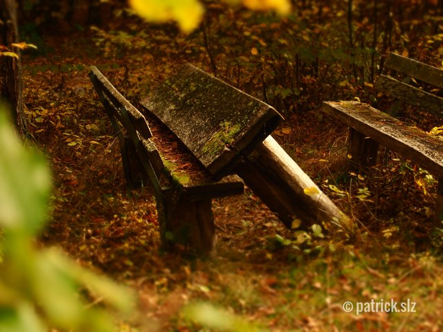 Die Vergänglichkeit des Menschen durch die stille Eroberung der Natur. (Fischbach bei Dahn) | Foto: patrick.slz