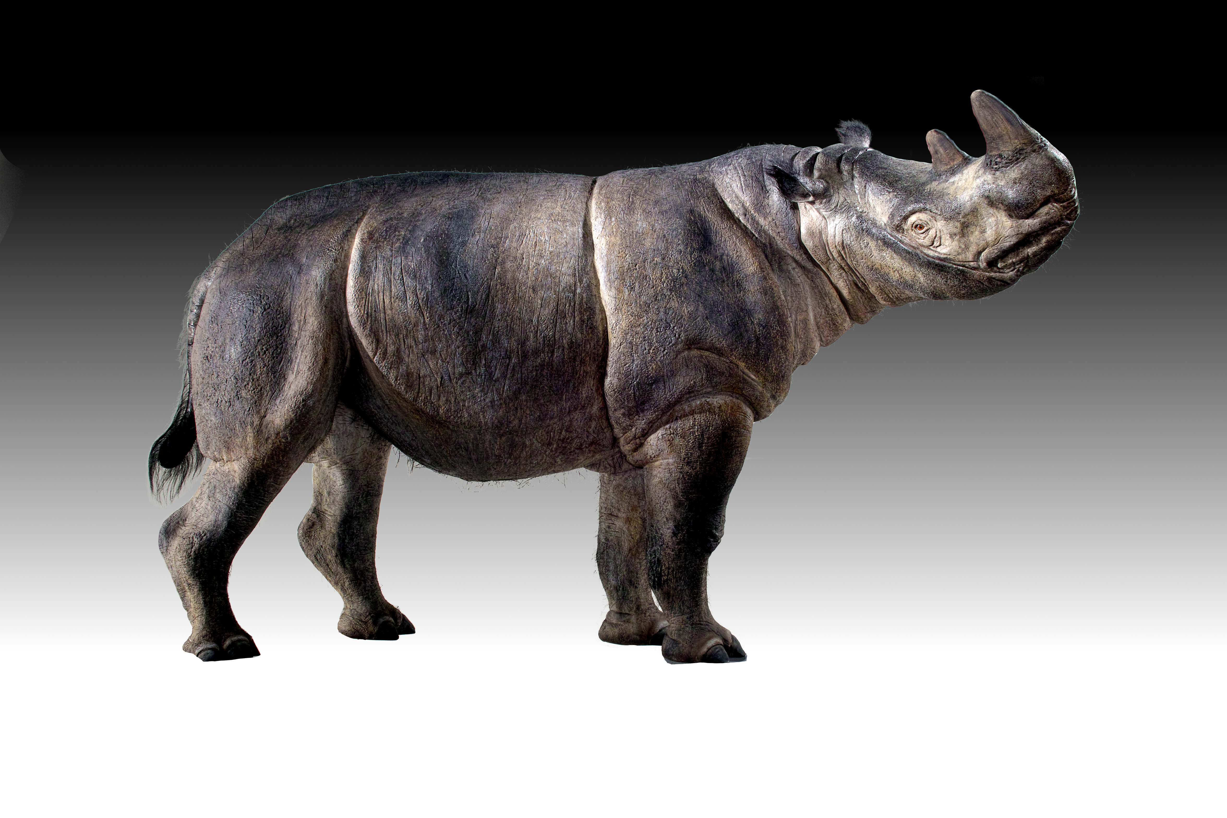 Waldnashorn, Flusspferde am Oberrhein
