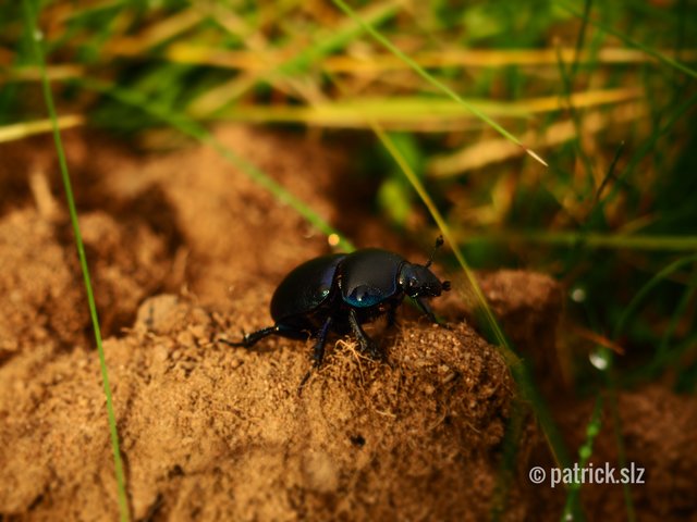  Mistkäfer bei der Arbeit. (Fischbach bei Dahn) | Foto: patrick.slz