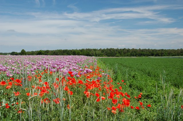 Mohn und Karotten zwischen Rheinzabern und Hatzenbühl