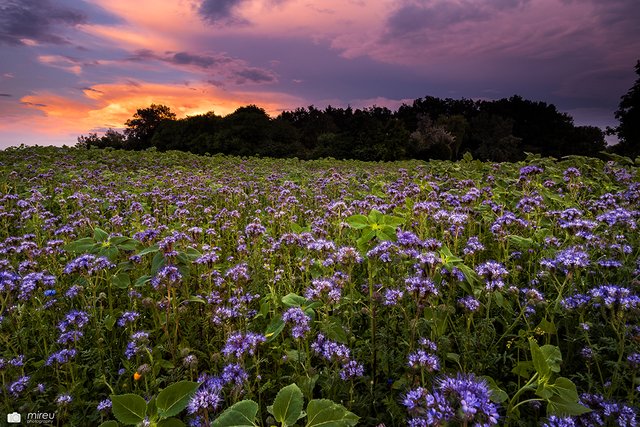 Phacelia im Sonnenuntergang | Foto: Michaela Reuß - MiReu Photography