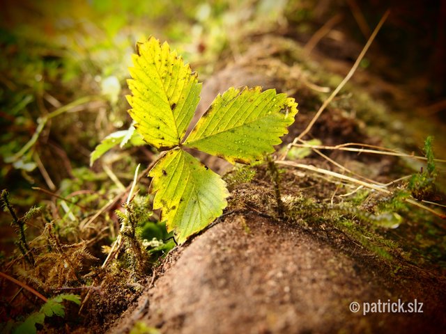 Alle Guten Dinge sind drei! (Fischbach bei Dahn) | Foto: patrick.slz