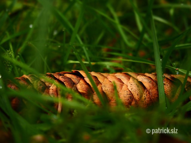 Zapfen bei Morgentau im nassen Grün. (Pfälzer Wald) | Foto: patrick.slz