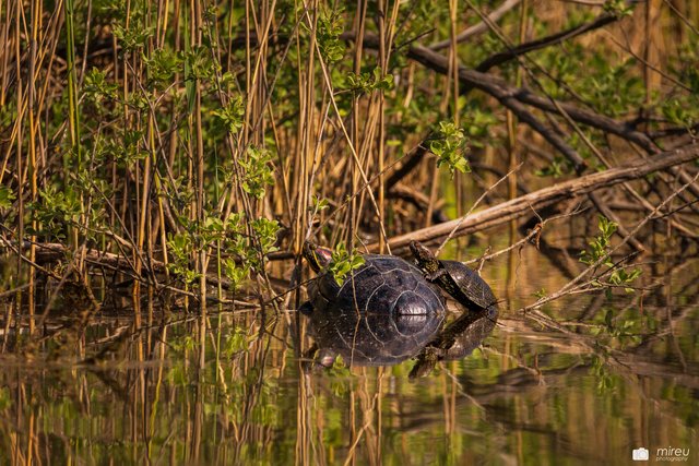 Europäische Sumpfschildkröte und Rotwangenschmuckschildkröte in der Erdekaut. | Foto: Michaela Reuß - MiReu Photography