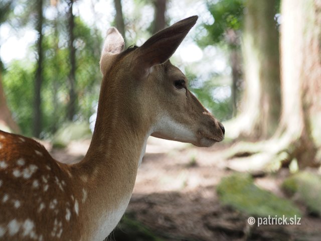 Damwild (Rietburgbahn Edenkoben) | Foto: patrick.slz
