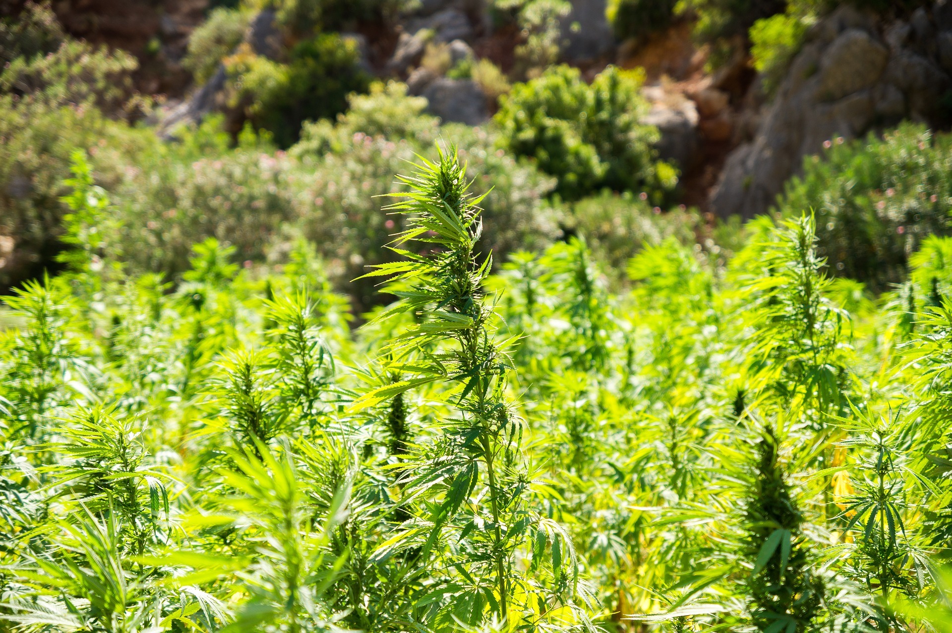 Bei einem der beiden Männer konnte letztlich ein Tütchen mit Cannabisresten festgestellt werden.