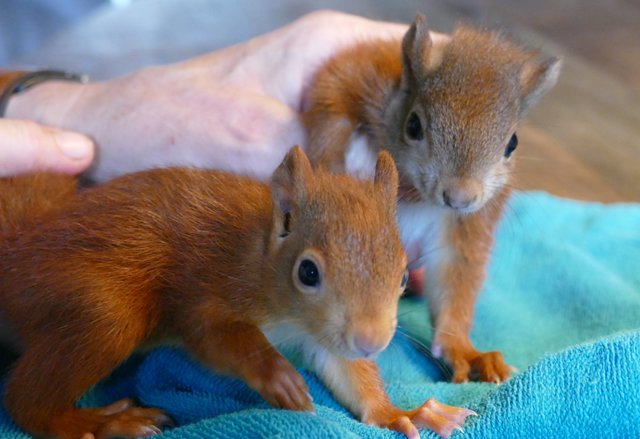 Sorgte für internationale Schlagzeilen: das Eichhörnchen "Pippilotta" verließ die Auswilderungsvoliere mittlerweile - hier mit "Björn" | Foto: Privat