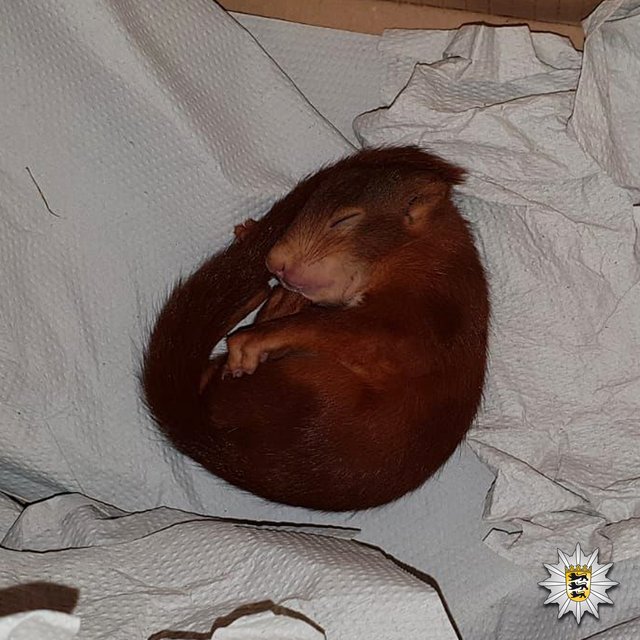 Sorgte für internationale Schlagzeilen: das Eichhörnchen "Pippilotta", hier beim ersten Kontakt mit der Polizei | Foto: Polizei Karlsruhe
