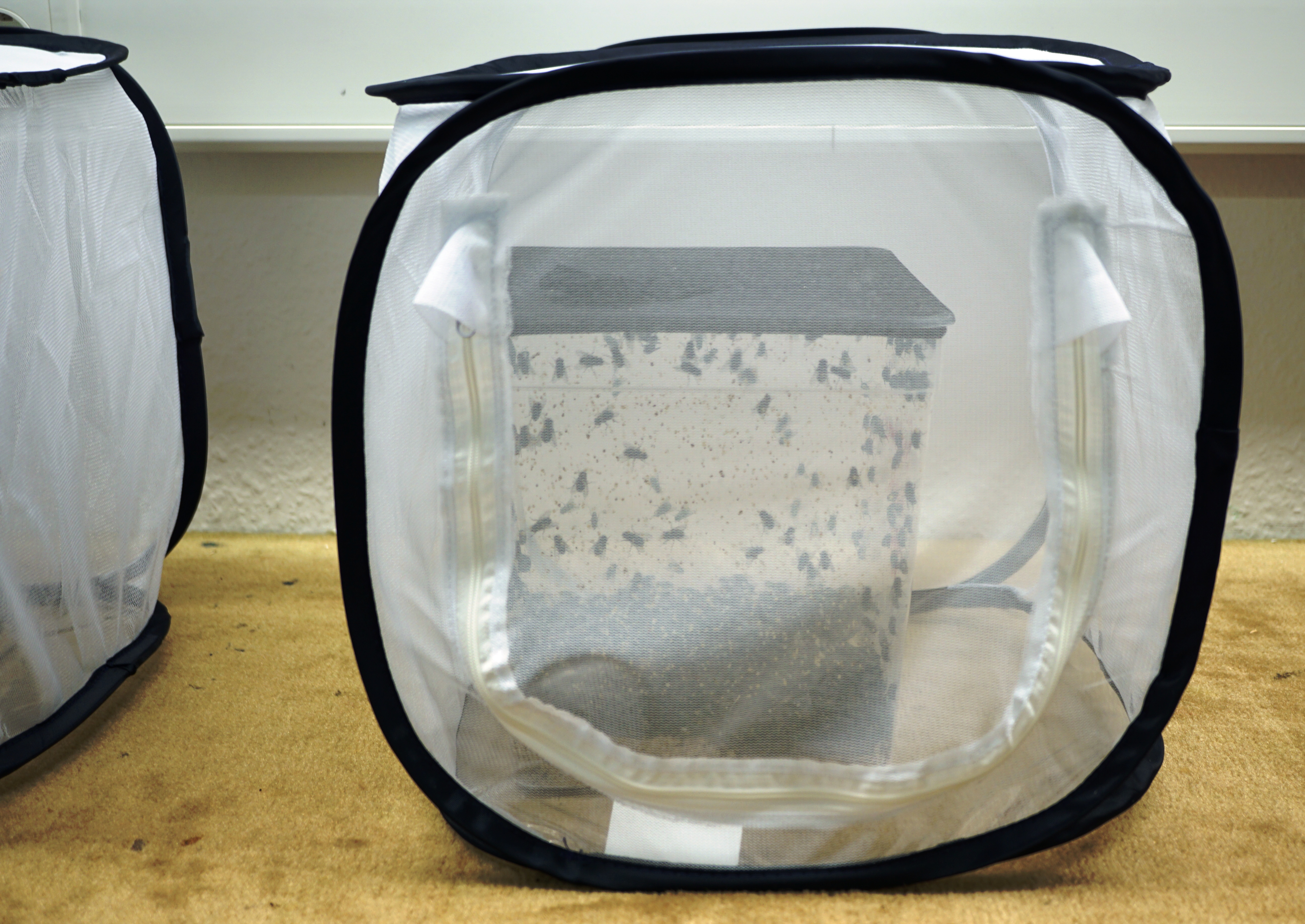 Mit dabei bei der kriminalistischen Spurensuche im Museum für Naturkunde: Die Goldfliegenzucht im Flugkäfig. Foto: Museum für Naturkunde
