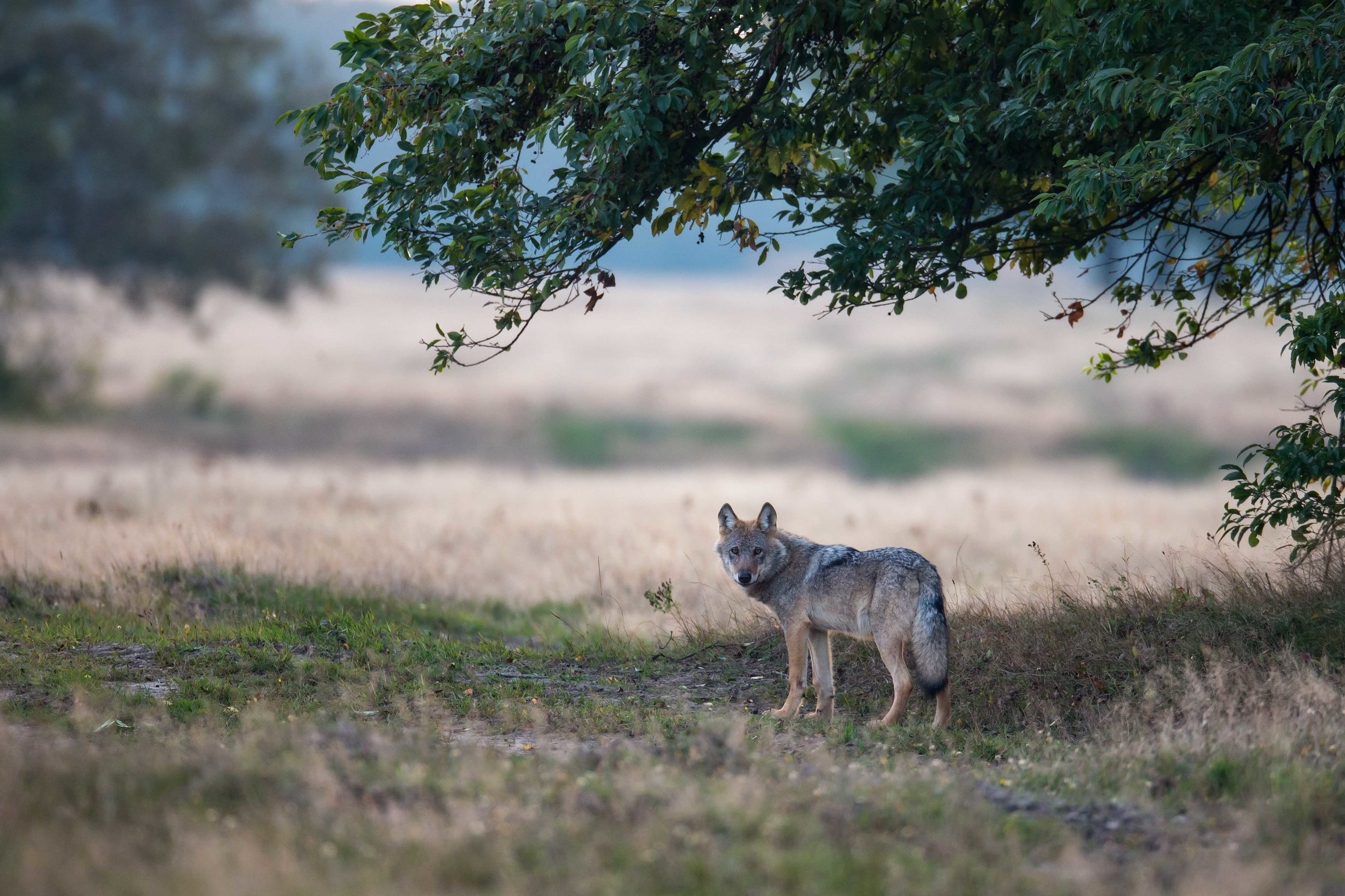 Die „Dahner Wolfstage“ informieren über den Umgang mit diesen Tieren. Foto: Borris/NABU