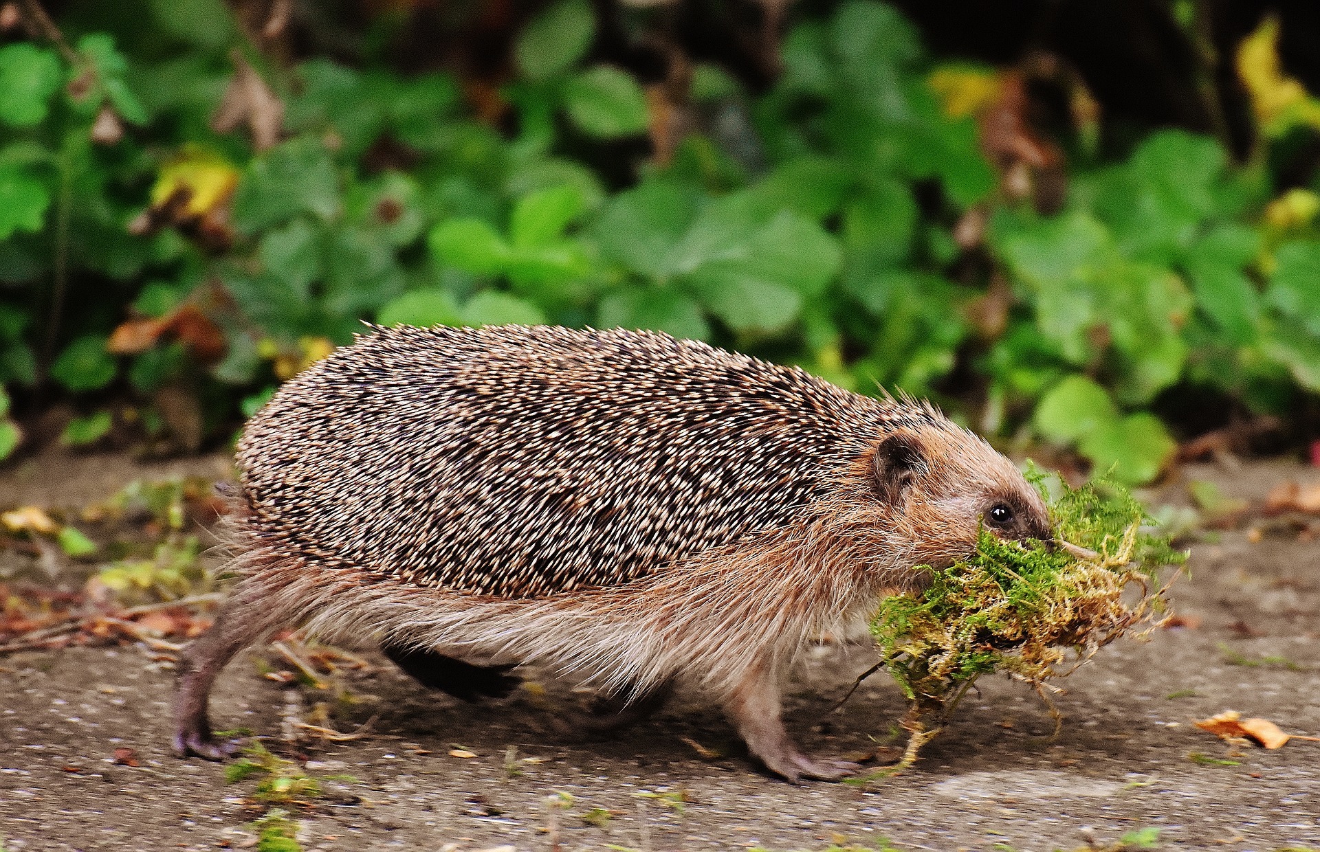 Wer einen Igel im Garten findet, kann ihn bei seinen Winterschlafvorbereitungen unterstützen.