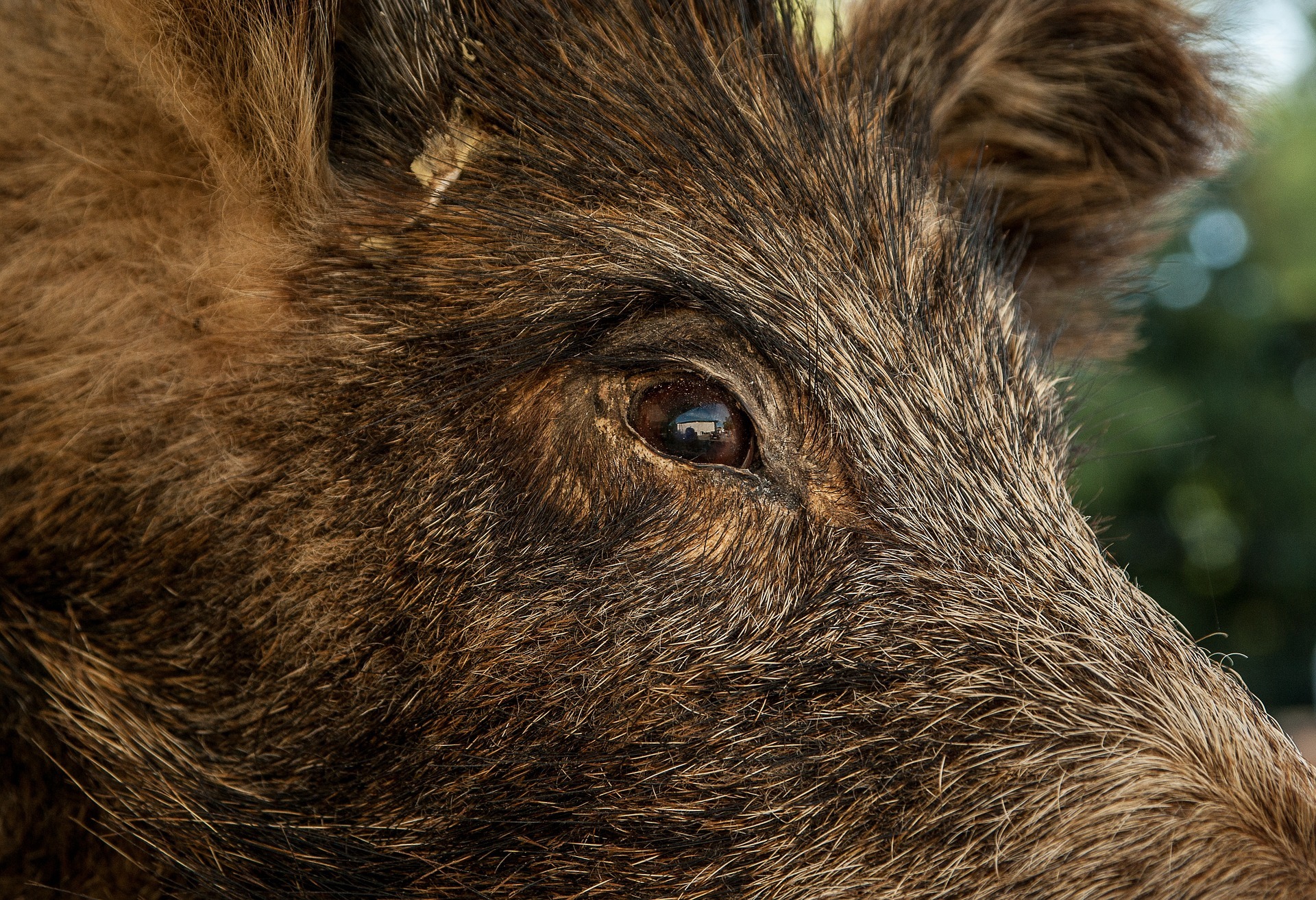 Das Wildschwein überlebte den Zusammenstoß nicht.