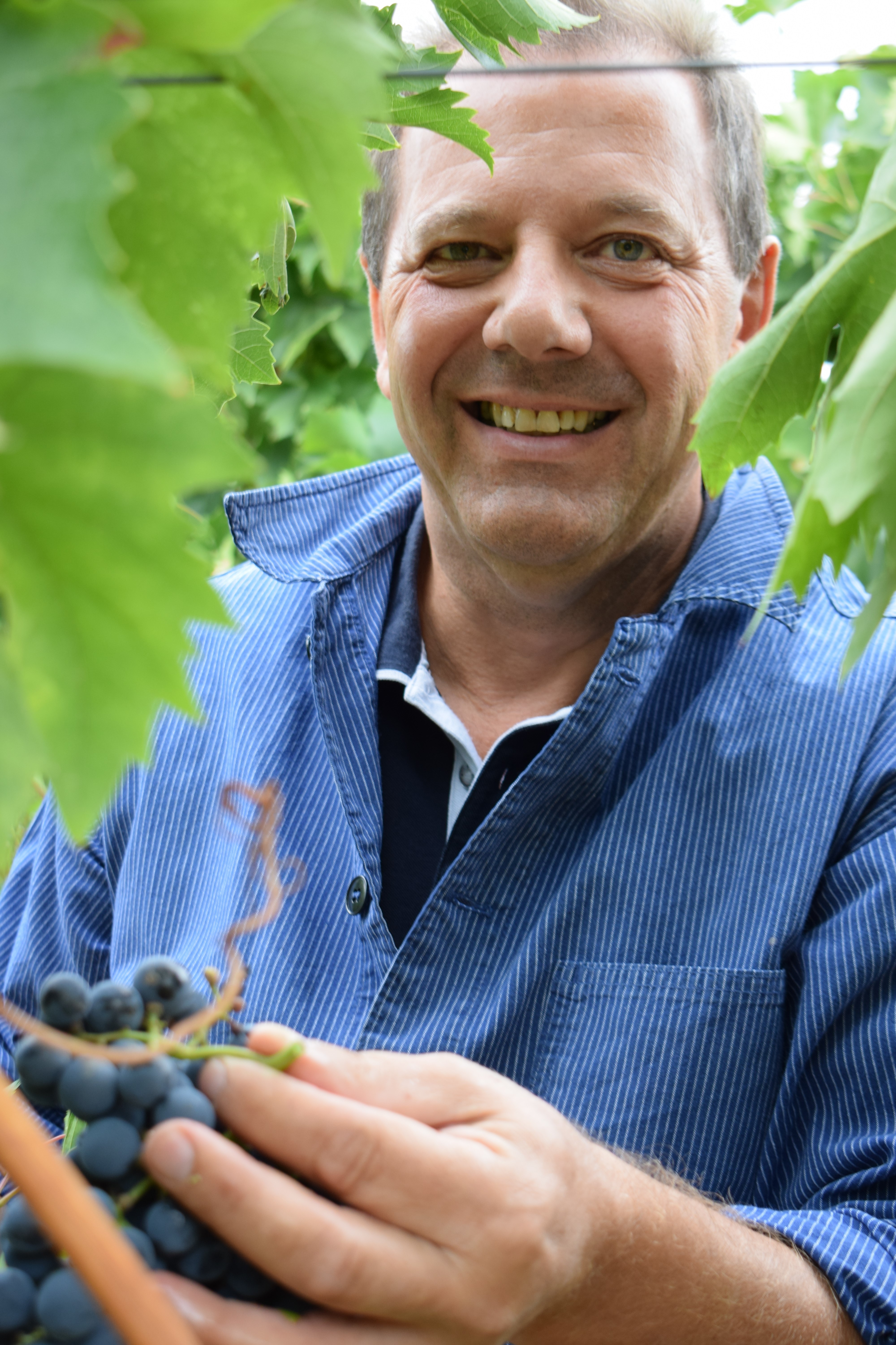Werner Schmid, stellv. Geschäftsführer der gwt Starnberg GmbH
(Gesellschaft für Wirtschafts- und Tourismusentwicklung im Landkreis Starnberg mbH) bei der Gänsfüßer-Traubenlese.