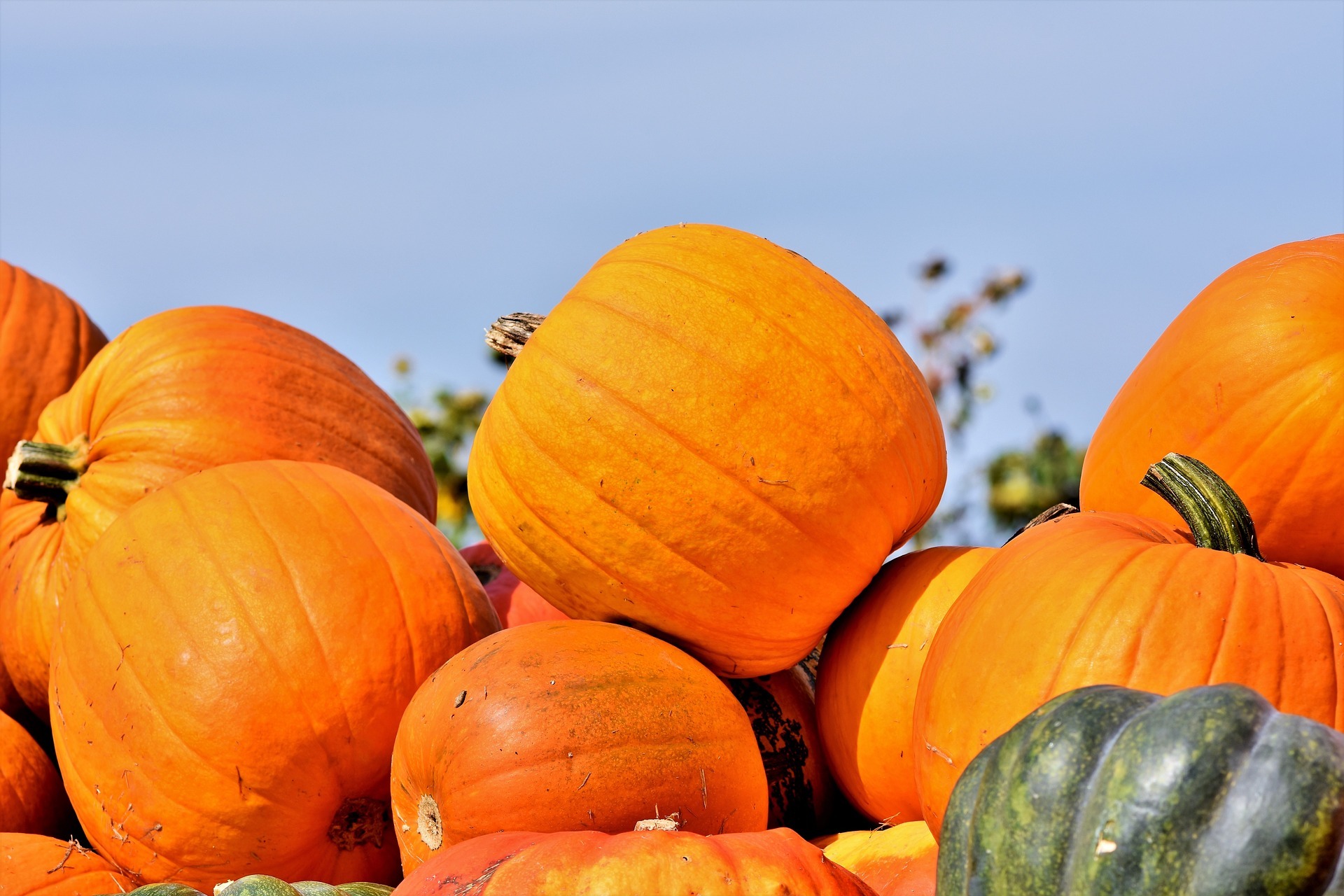 In Weingarten findet am Mittwoch, 3. Oktober, das Kürbisfest des Obst- und Gartenbauvereins statt.