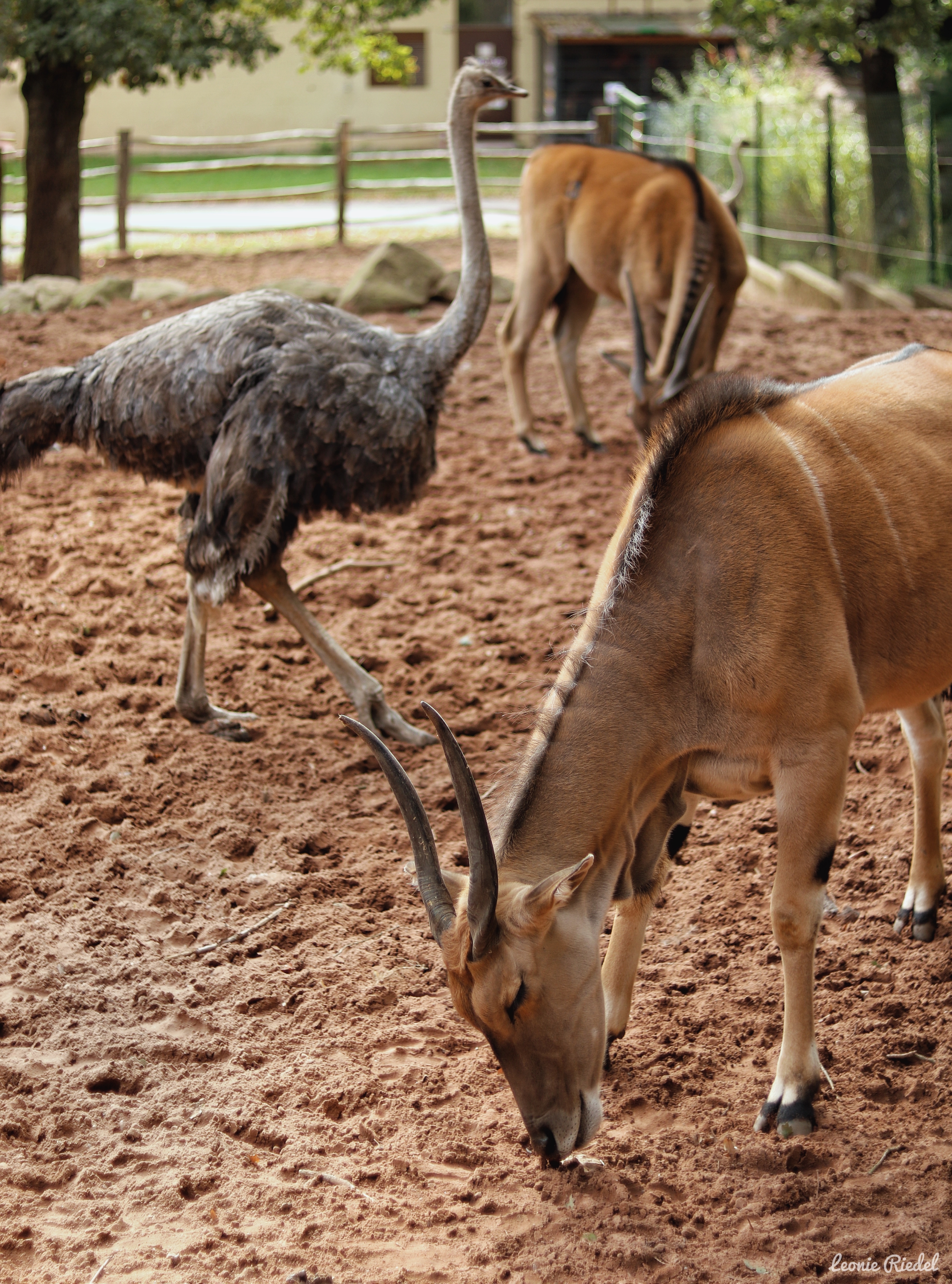Elenantilopen und Strauße sind nur einige der Tiere, die auf die Zoo-Besucher warten