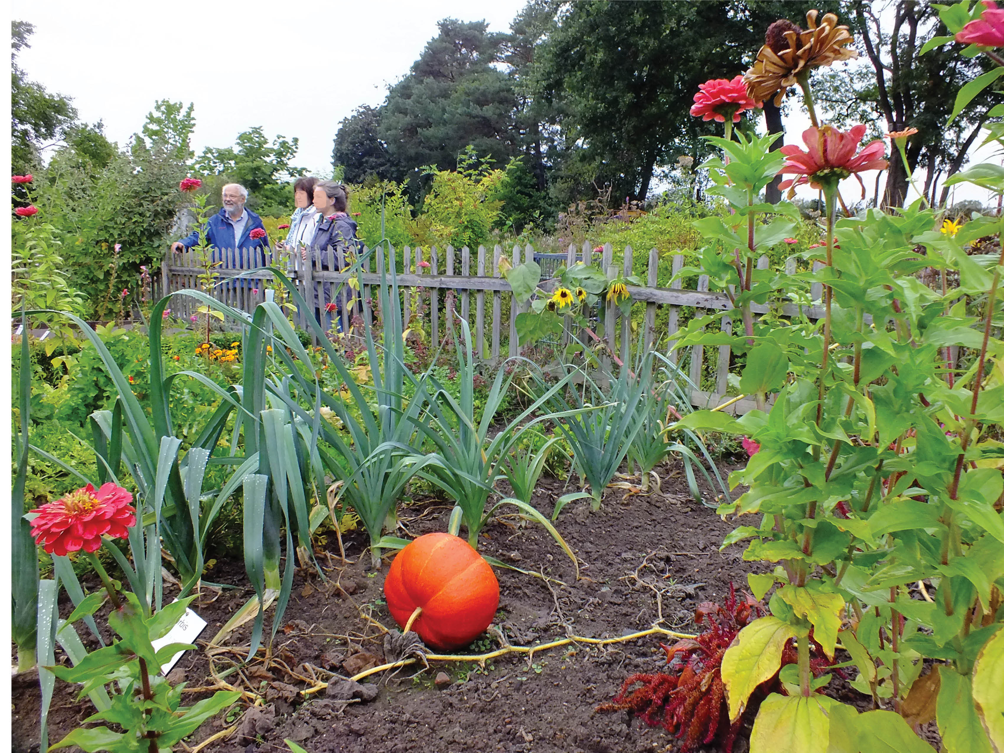 Der Bauerngarten der TU Kaiserslautern Foto: ps