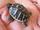 Die winzige Landschildkröte auf der Hand | Foto: Brigitte Melder