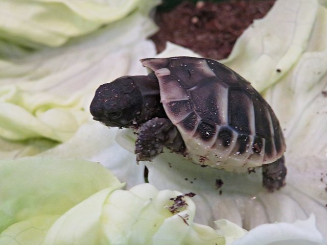 Für die kleine Schildkröte auf einem Salatblatt hoch hinaus | Foto: Melder