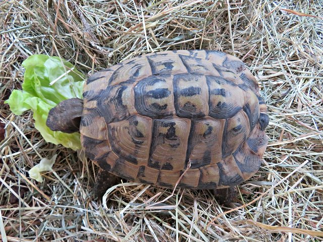 Das ist der Papa des Kleinen | Foto: Melder