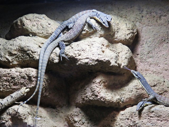 Glauert's Felswarane | Foto: Brigitte Melder