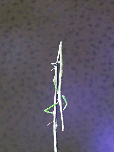 Stabschrecke | Foto: Brigitte Melder