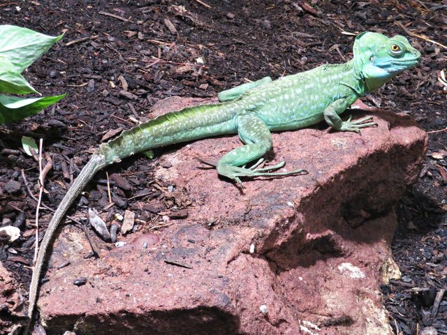 Stirnlappenbasilisk | Foto: Brigitte Melder