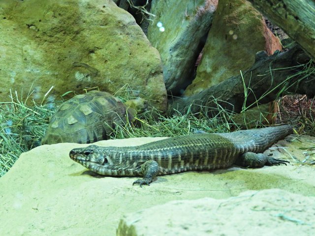 Riesen Streifenschildechse | Foto: Brigitte Melder