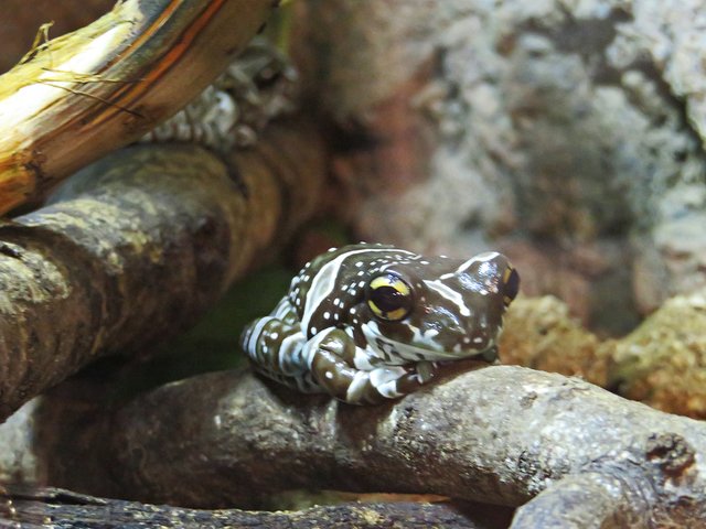 Baumhöhlen-Krötenlaubfrosch | Foto: Brigitte Melder