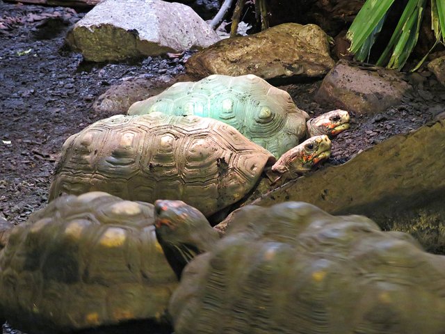 Köhlerschildkröten | Foto: Brigitte Melder