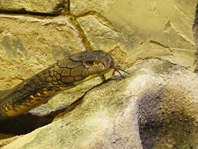 Züngelnde Kobra | Foto: Brigitte Melder