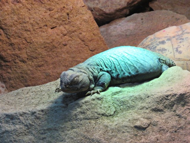 Mali Dornschwanzagame | Foto: Brigitte Melder