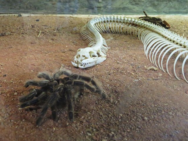 Skelett der Gabunviper mit Vogelspinne | Foto: Brigitte Melder