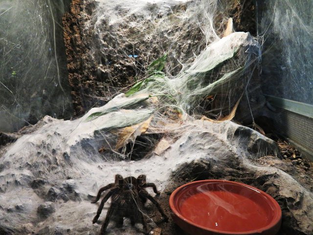 Erinnert stark an Halloween | Foto: Brigitte Melder