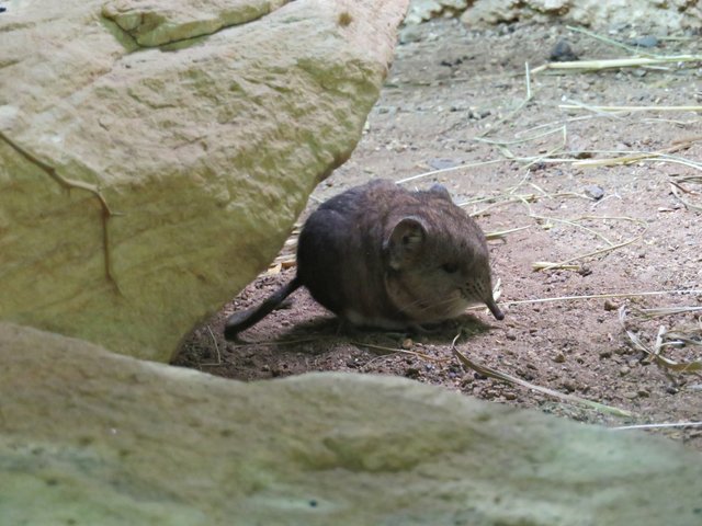 Kurzohrrüsselspringer | Foto: Brigitte Melder