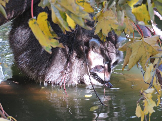 Macht seinem Namen alle Ehre: Waschbär | Foto: Brigitte Melder