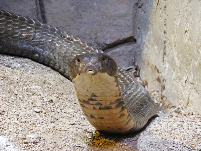 Königskobra | Foto: Brigitte Melder