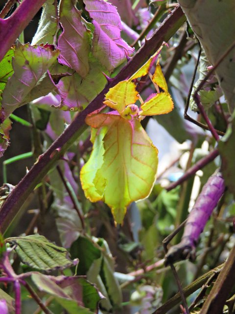 Phillipinisches wandelndes Blatt | Foto: Brigitte Melder