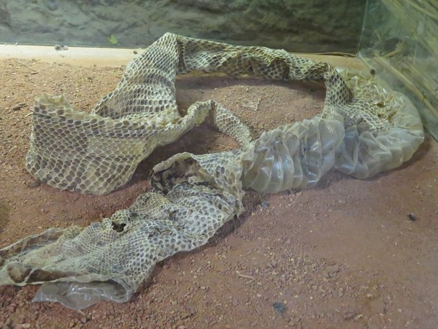Häutung einer Gabunviper | Foto: Brigitte Melder