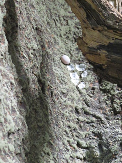 Ei an der Wand vom Gecko | Foto: Brigitte Melder