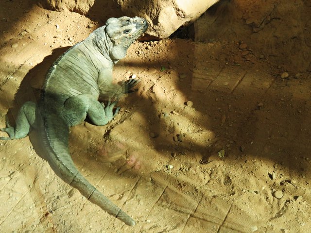 Nashornleguan | Foto: Brigitte Melder