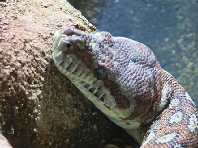 Teppichpython | Foto: Brigitte Melder