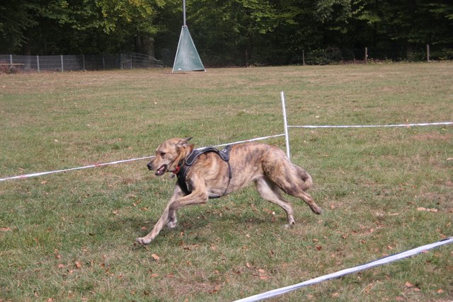 Hunderennen mit Oktoberfest | Foto: Klaus Kehrwecker