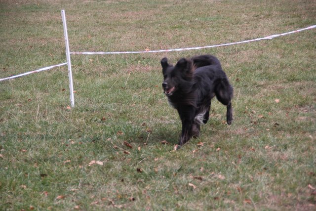 Hunderennen mit Oktoberfest | Foto: Klaus Kehrwecker