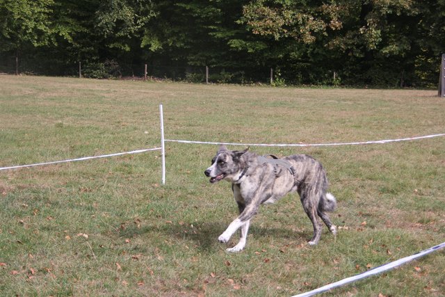 Hunderennen mit Oktoberfest | Foto: Klaus Kehrwecker