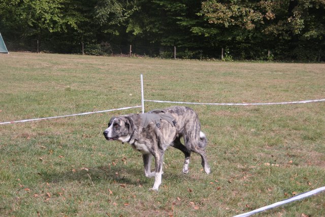 Hunderennen mit Oktoberfest | Foto: Klaus Kehrwecker