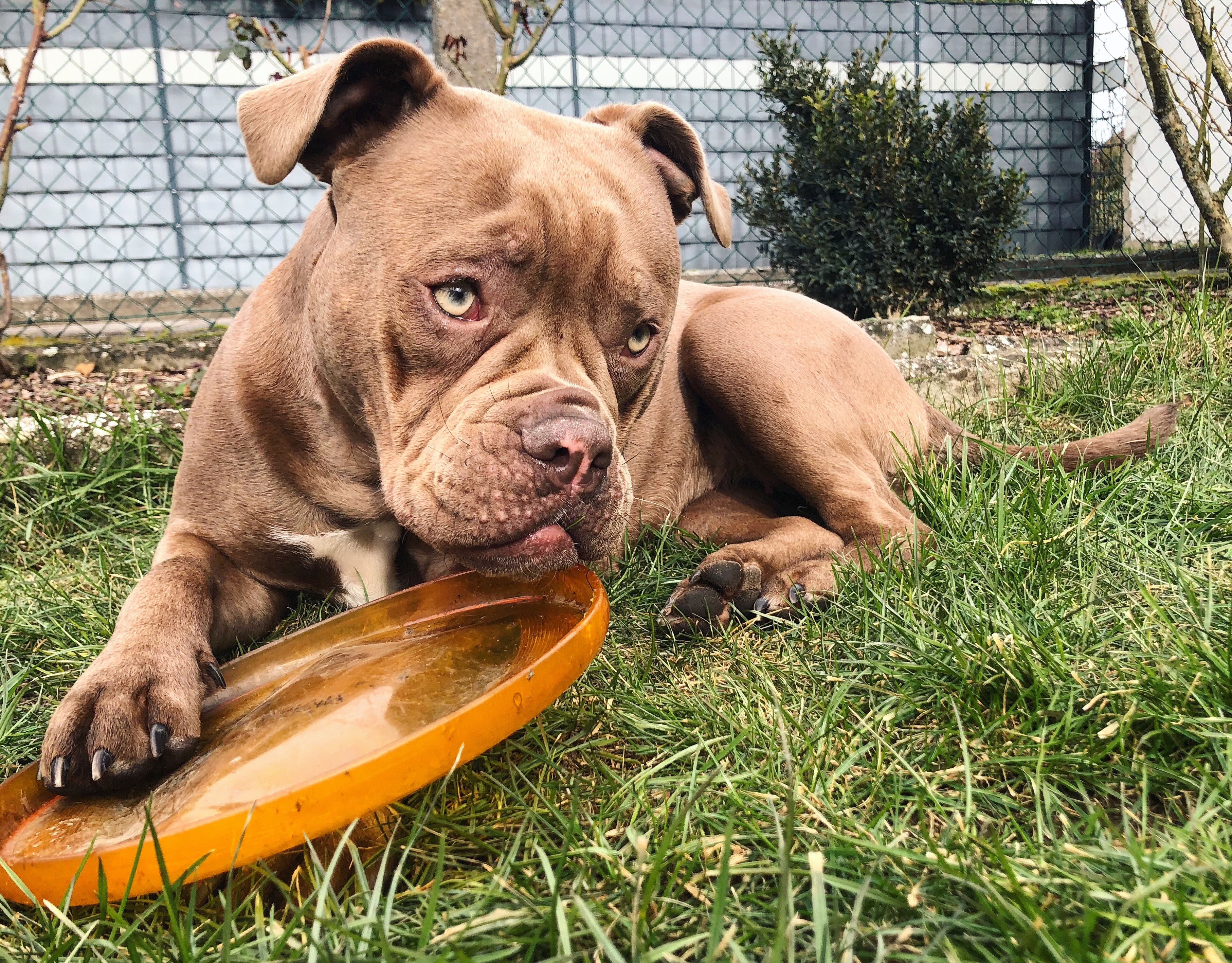 Werden Hunde in Offenbach vergiftet?