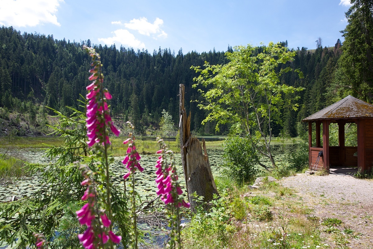 So schön ist es im Schwarzwald: Hier am Hutzenbacher See bei Baiersbronn. Foto: ulrike klumpp