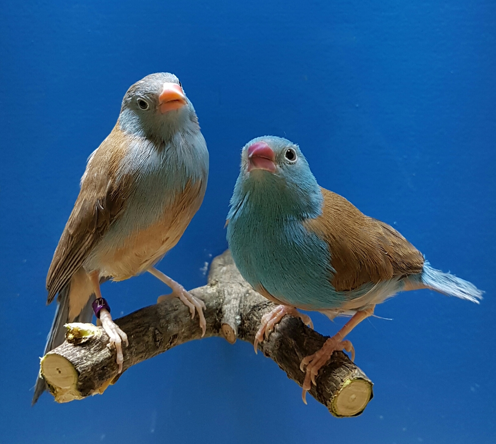 Am 10. und 11. November veranstaltet der Verein der Vogelfreunde Weiher seine große Vogelschau "Ornis Badenia".