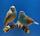 Am 10. und 11. November veranstaltet der Verein der Vogelfreunde Weiher seine große Vogelschau "Ornis Badenia". | Foto: ps
